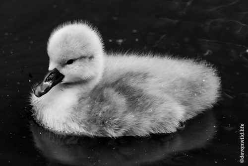 Air Force Swan