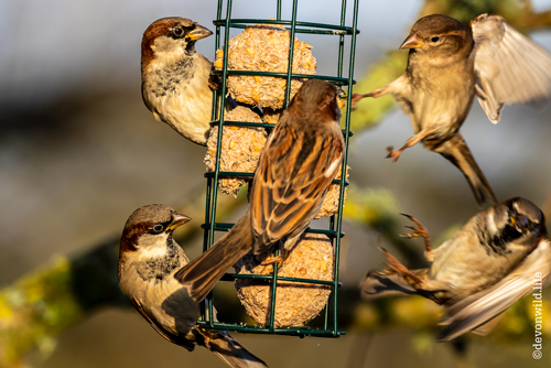 Feeding Frenzy