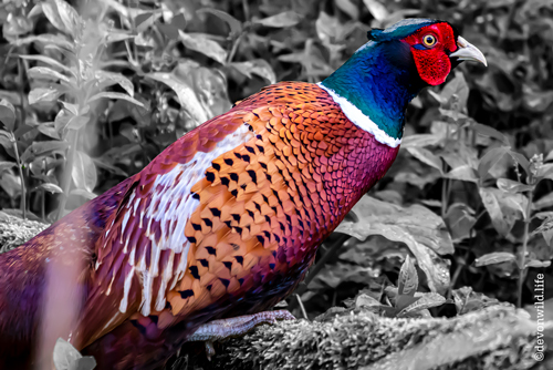 Pheasants Revolt