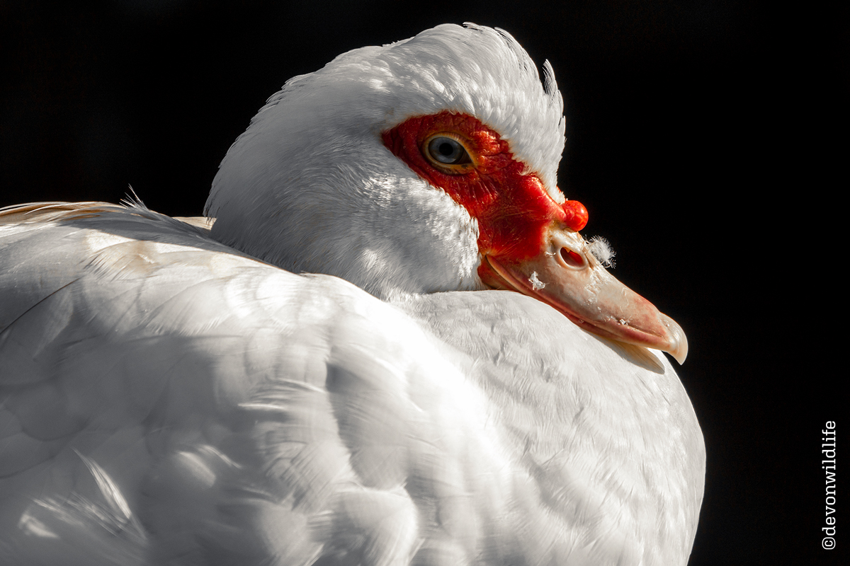 Duck Out Of Water