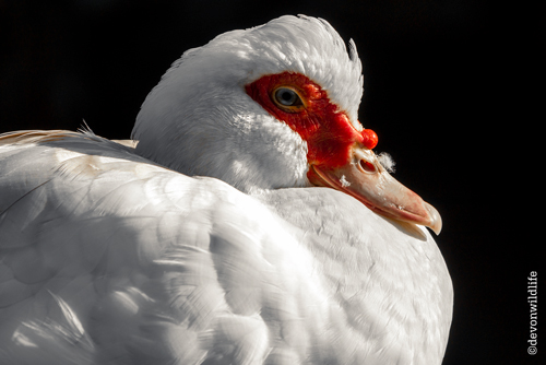 Duck Out Of Water