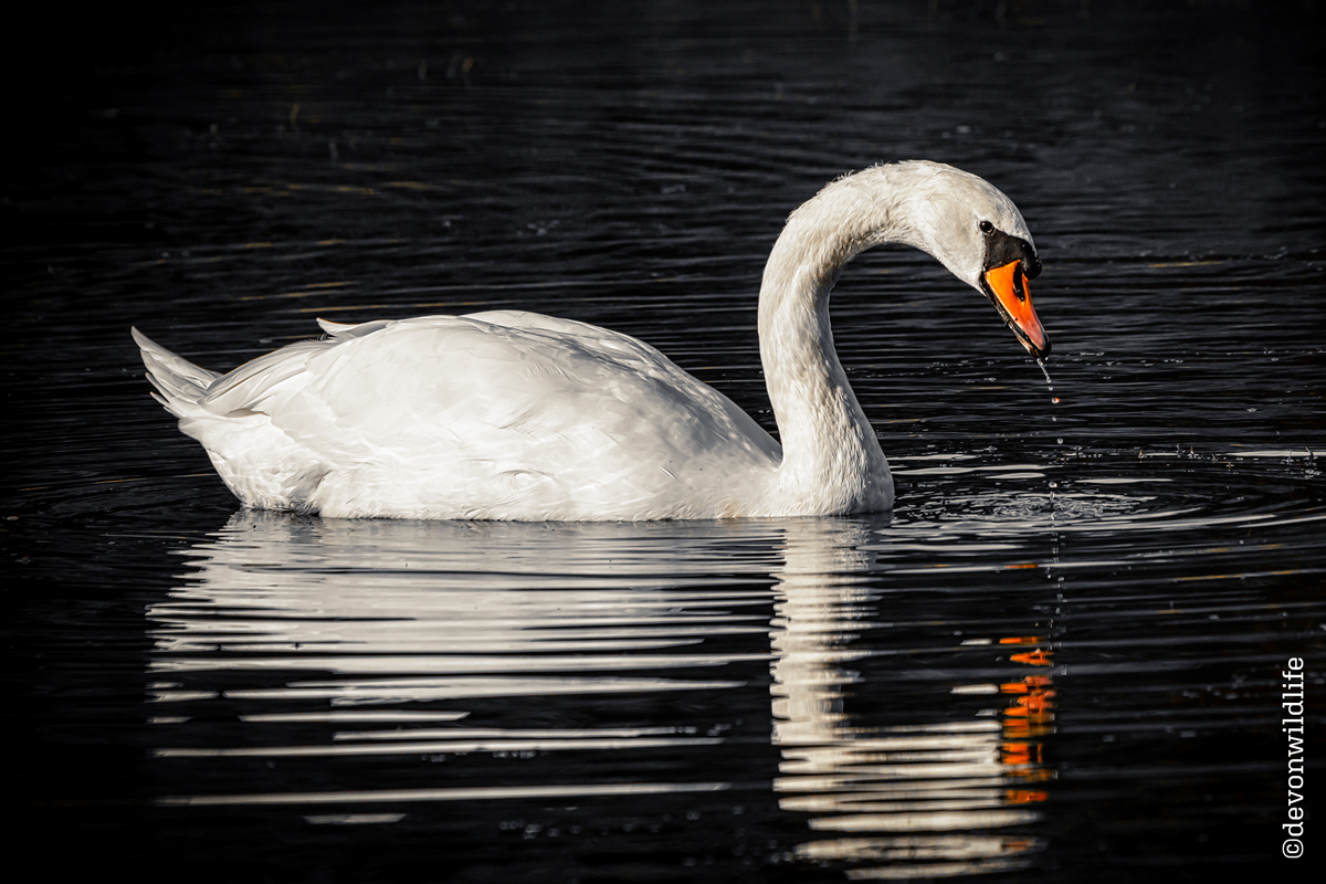 Splash Of Orange