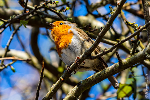 Morning Chorus