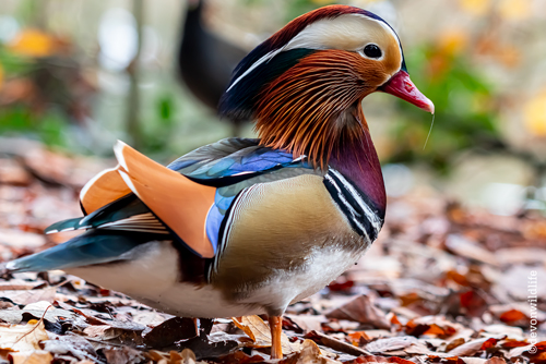 Full Of Quackitude