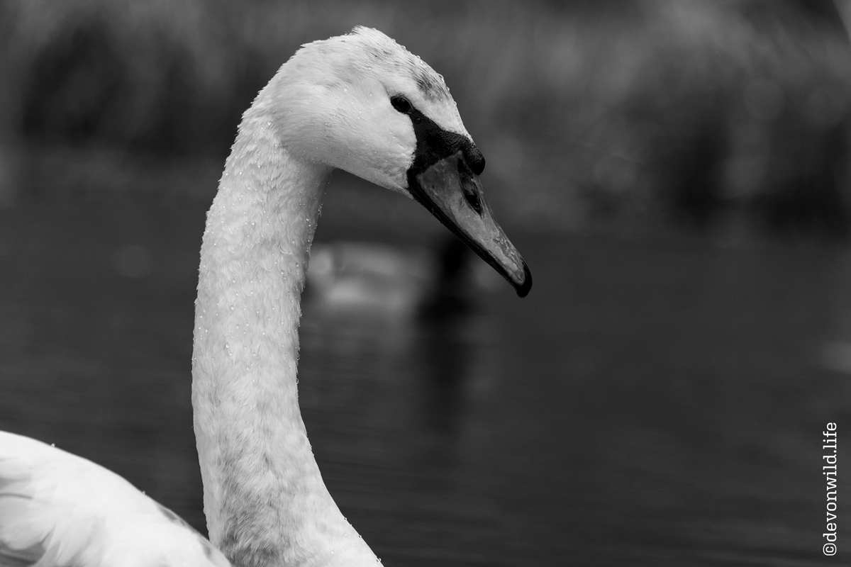 Peeking Duck