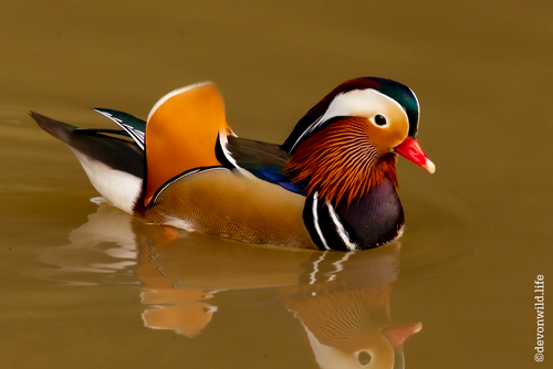 Peeking Duck