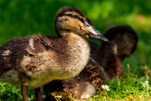 Fluffy McDuck