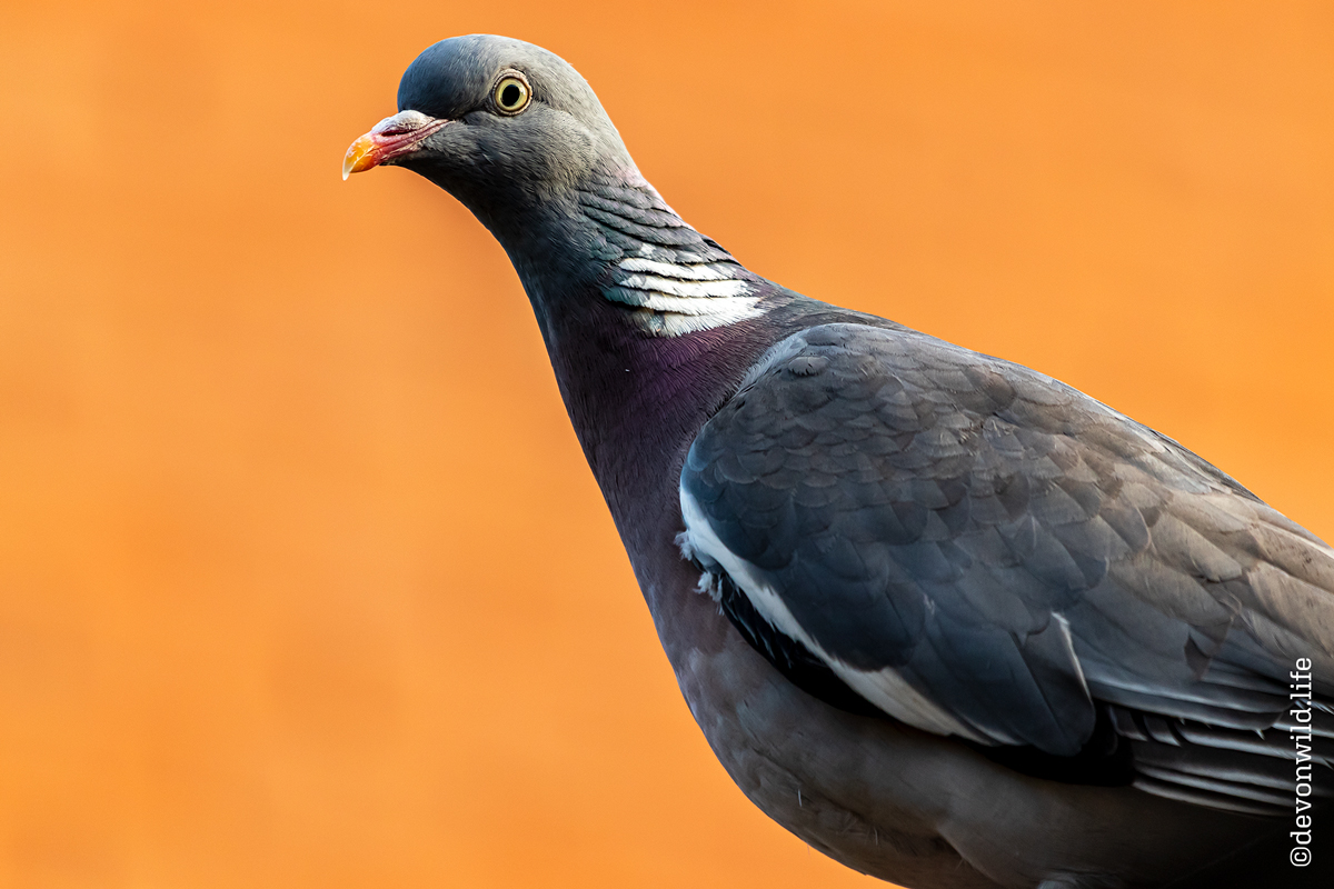 Bird Table Raider