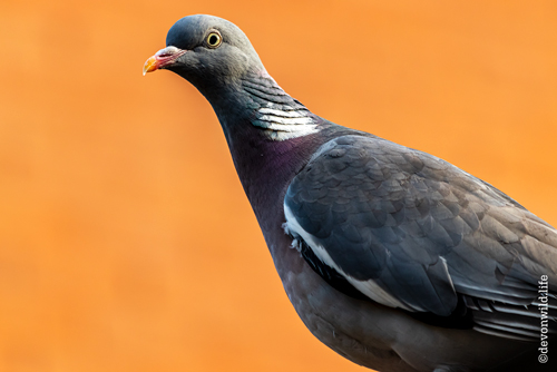 Bird Table Raider