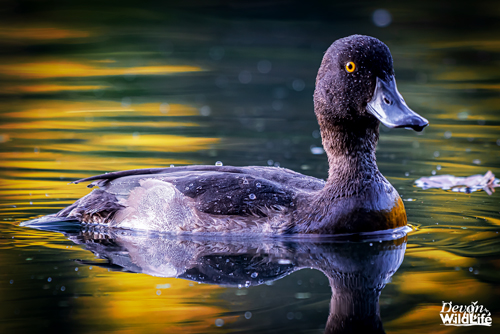 00Quack - Goldeneye