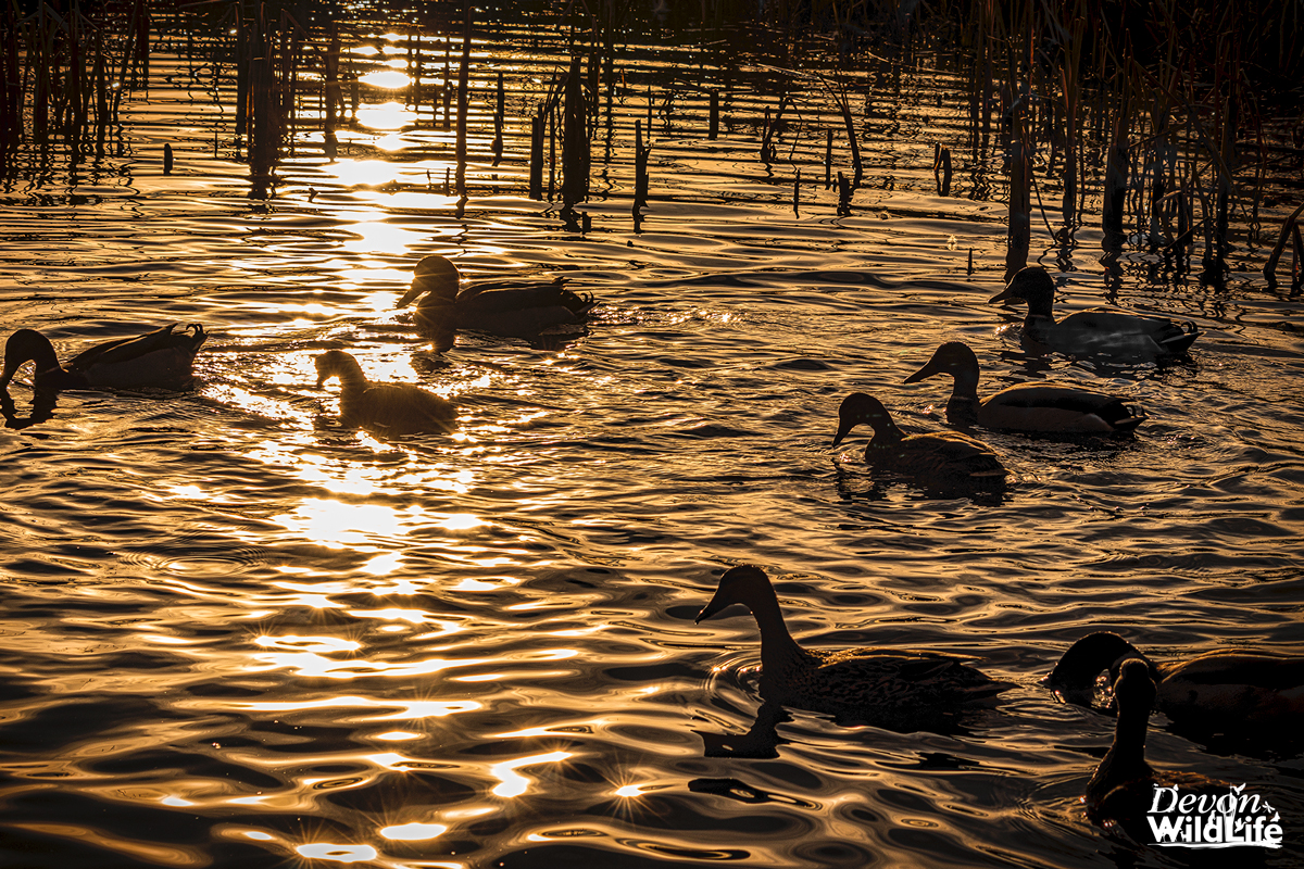 One Bold Coot