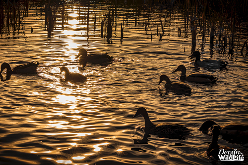 One Bold Coot