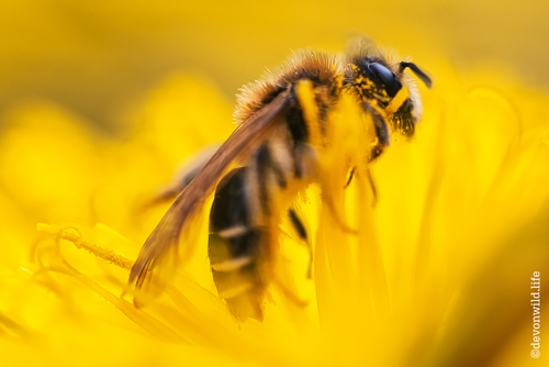Insects