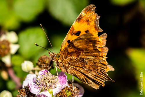 The Amber Nectar