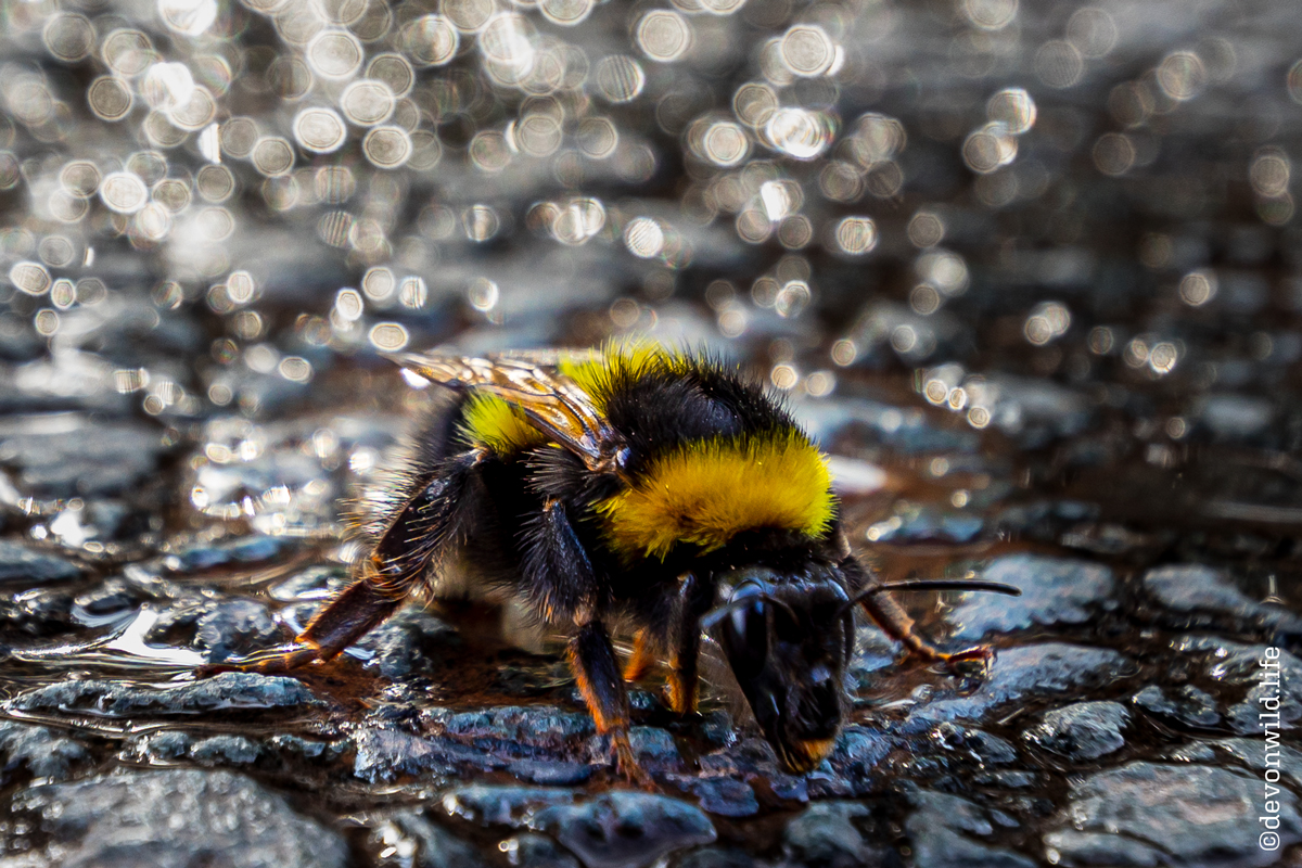 Goofey Bee