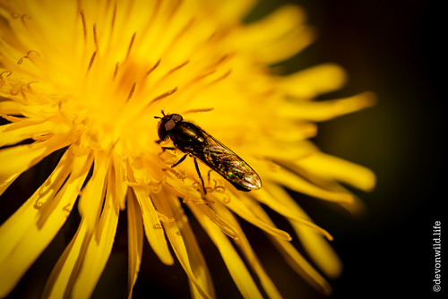 Little Black Fly