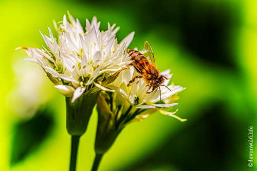 Bee-autiful Flavour
