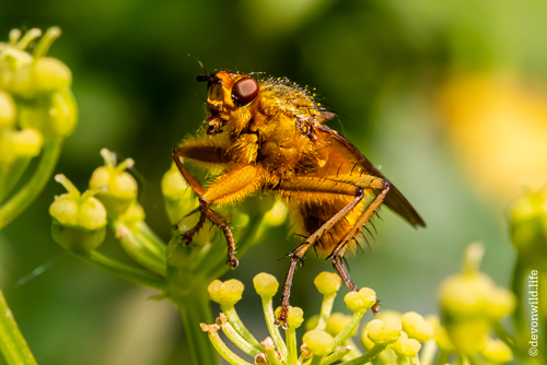 Return Of The Fly