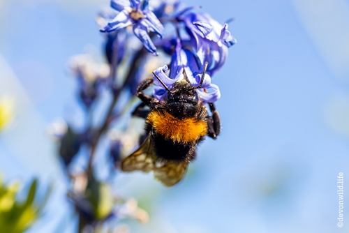 Honey To The Bee