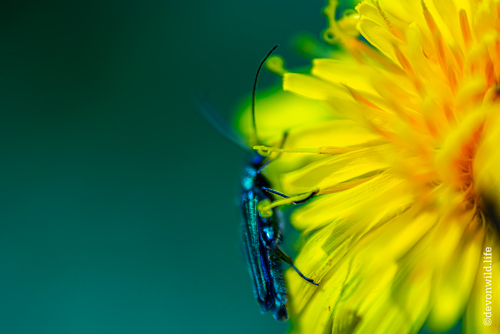 Beetle Blur
