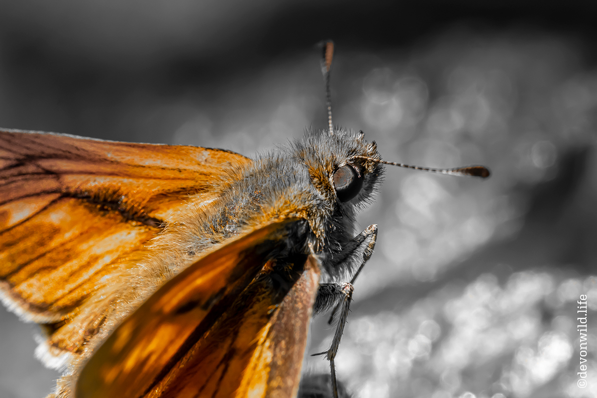 Agent Orange