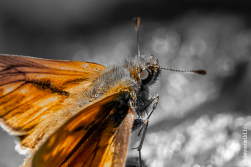 Agent Orange