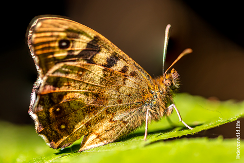 Fuzzy Brown Wall