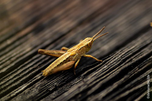 On The Hop