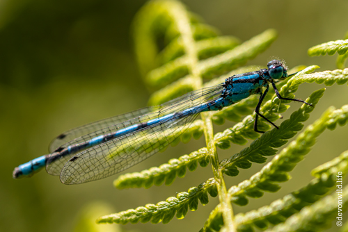 Green & Blue