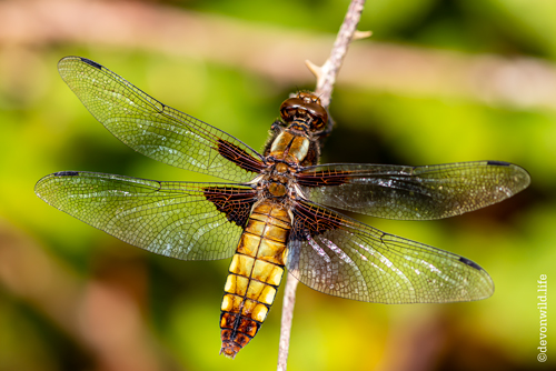 Spread Your Wings