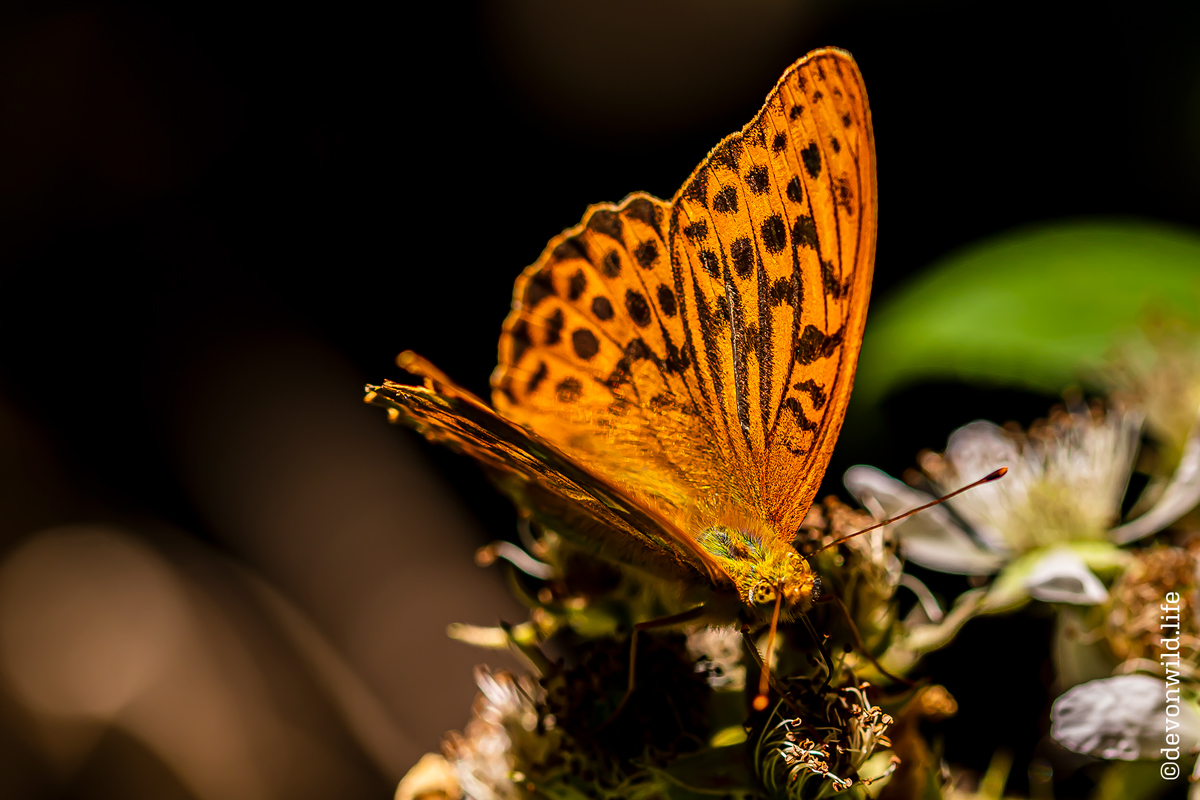 Evolution Orange