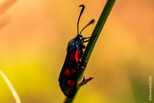 Burnet To The Grass