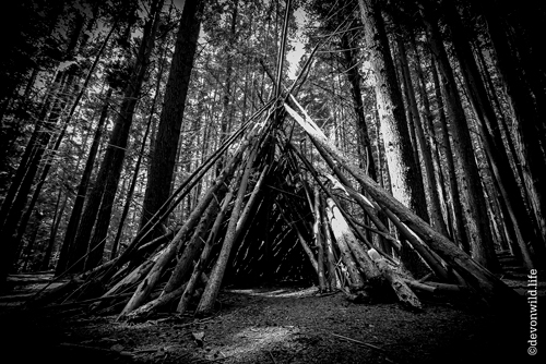 Wild Wood