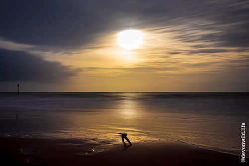 Driftwood Sunrise