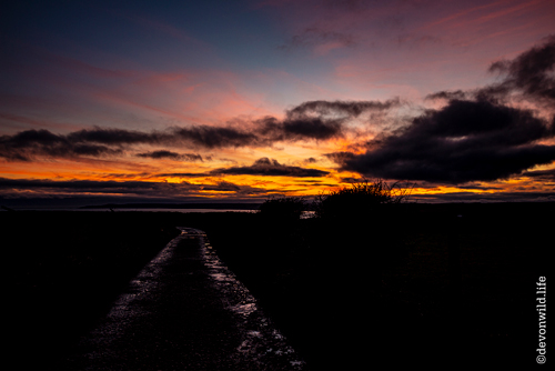 Twilight Magic