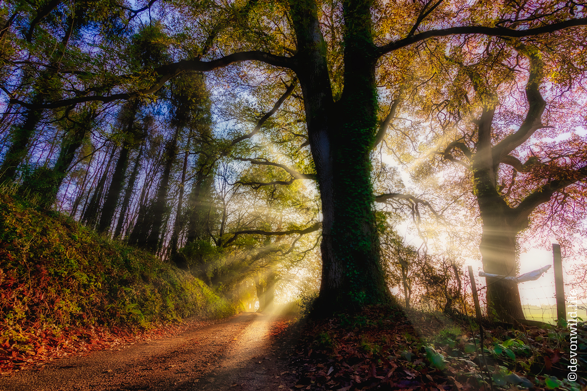 Shine A Light
