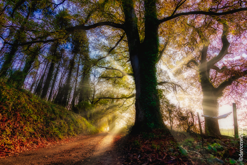 Shine A Light