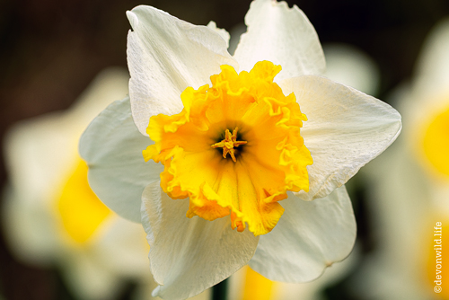 Life Is A Flower