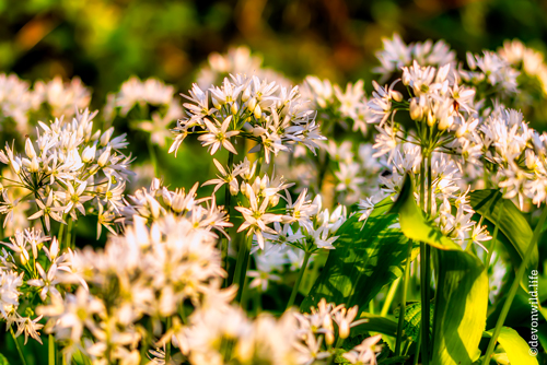 Woodland Scents
