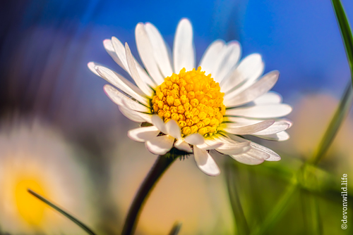 Crazy Daisy