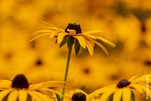 Sea Of Gold