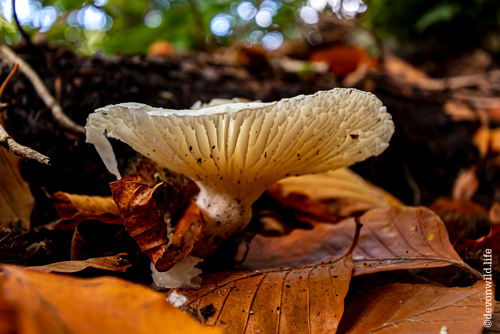 Shroom With A View