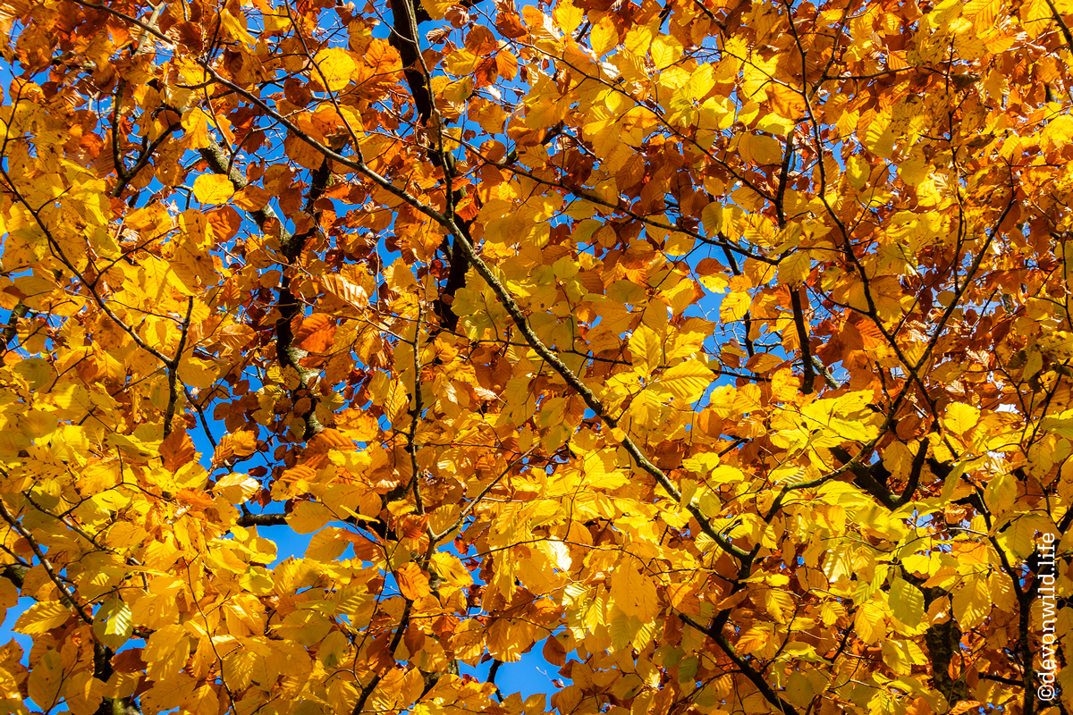 Seasonal Hues