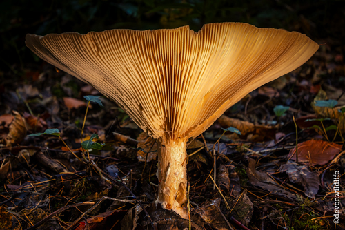 Leaf Litter Protruder
