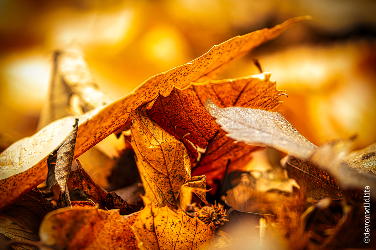 Autumnal Palette