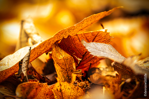 Autumnal Palette