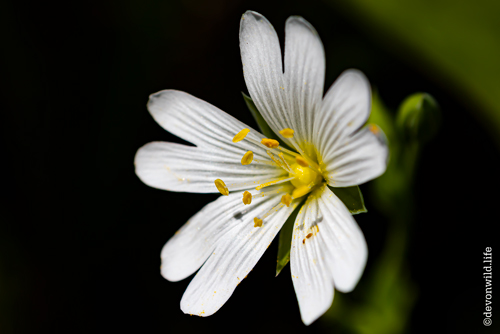 Mouse-Ear