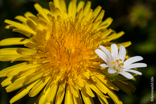 Dandy Mouse-Ear
