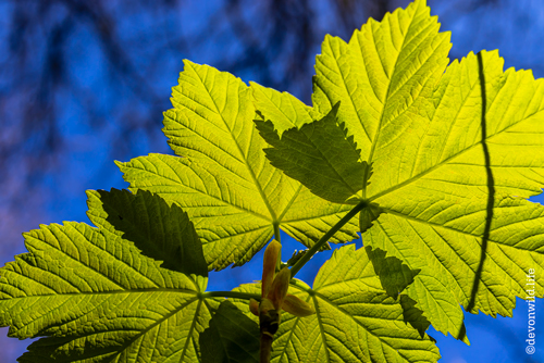 Spring Greens