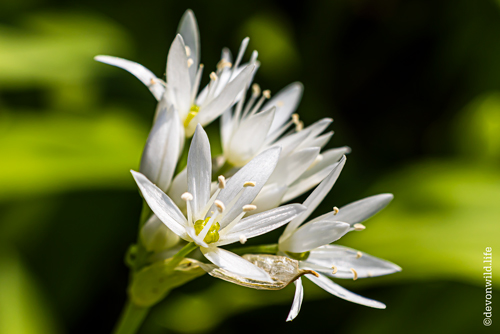 Wild Bear Leek